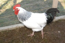 Light Sussex Cockerel