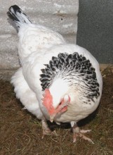 Light Sussex Hen