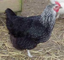 Pied ranger popular bird for domestic situations laying 250 – 260 eggs per year.