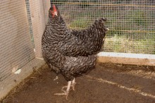 Maran Hen