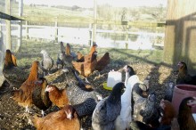 selection of hybrid hens